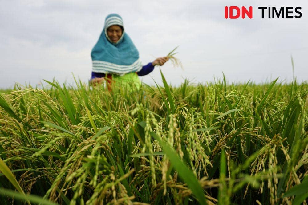 Kejayaan Muara Wis: Pesta Padi di Danau Melintang (Part 1)