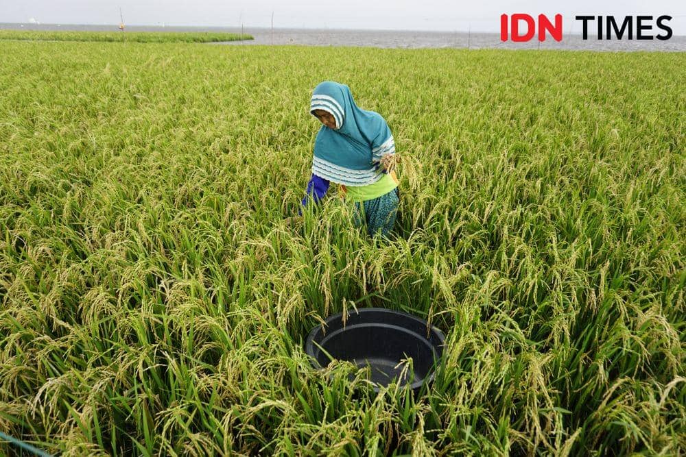 Yuniar memetik pucuk-pucuk padi yang telah mengering di Danau Melintang (IDN Times/Surya Aditya)