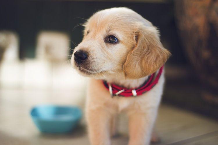 5 Fakta Sejarah Evolusi yang Terjadi pada Anjing Kesayanganmu