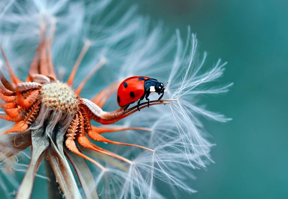 7 Trik Fotografi Makro untuk Pemula, Ini Hal Pentingnya