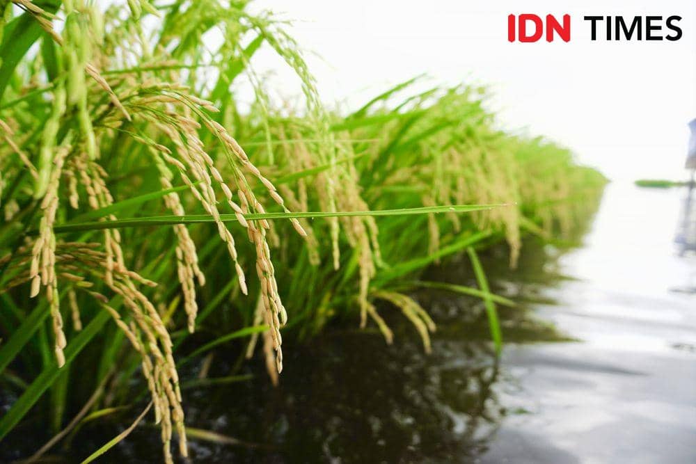 Tanaman padi di Danau Melintang  (IDN Times/Surya Aditya)