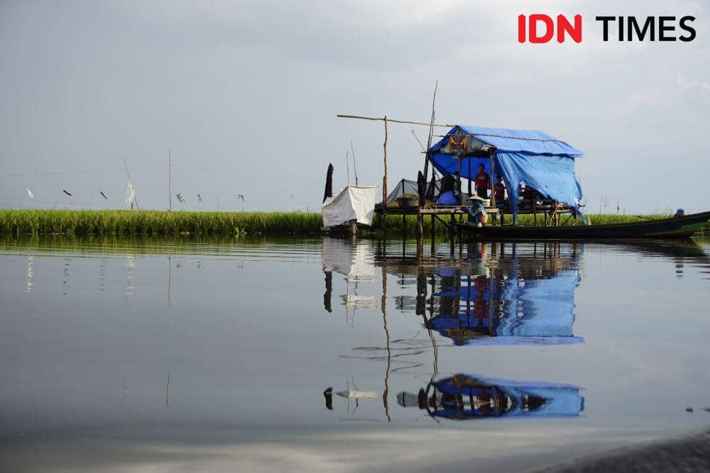 Warga menanam padi di Danau Melintang (IDN Times/Surya Aditya)