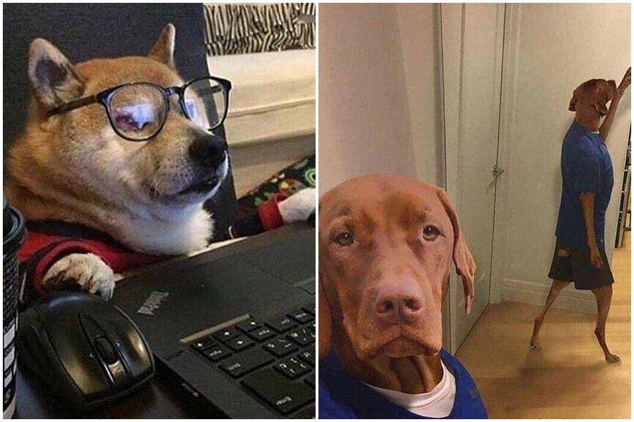 instagram.com/thedogsofcomedyyy