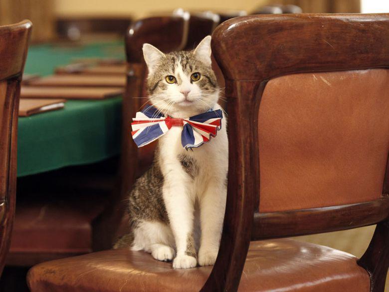 6 Kucing Fenomenal dengan Kisah Hidup Epik, Ada yang Jadi Wali Kota!