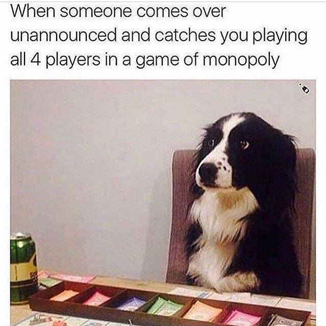instagram.com/thedogsofcomedyyy/