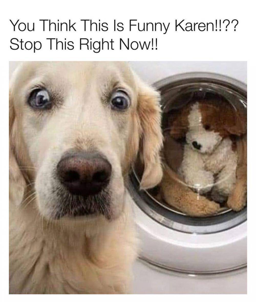 instagram.com/thedogsofcomedyyy/