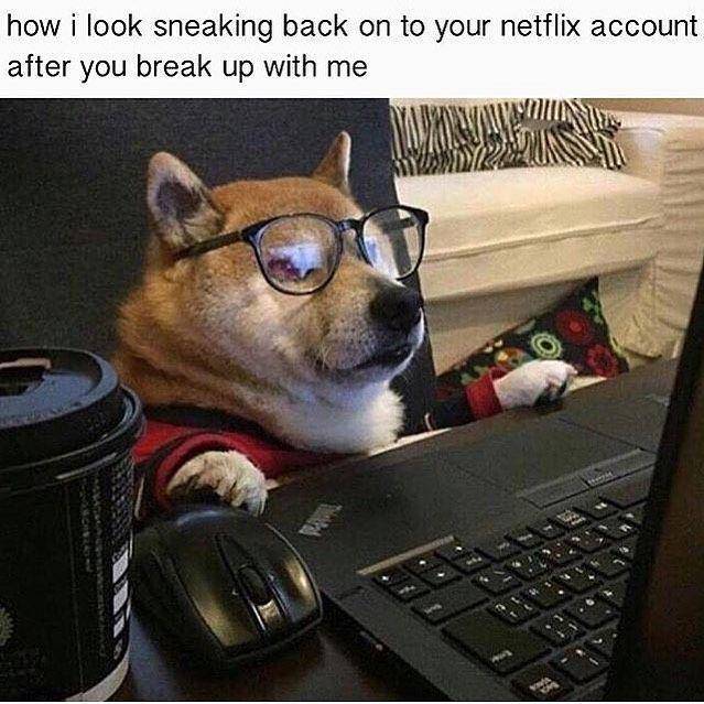 instagram.com/thedogsofcomedyyy/