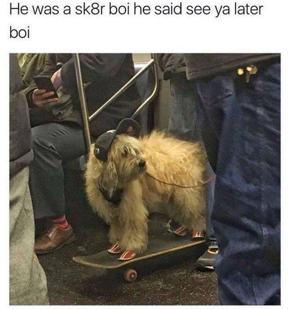 instagram.com/thedogsofcomedyyy/