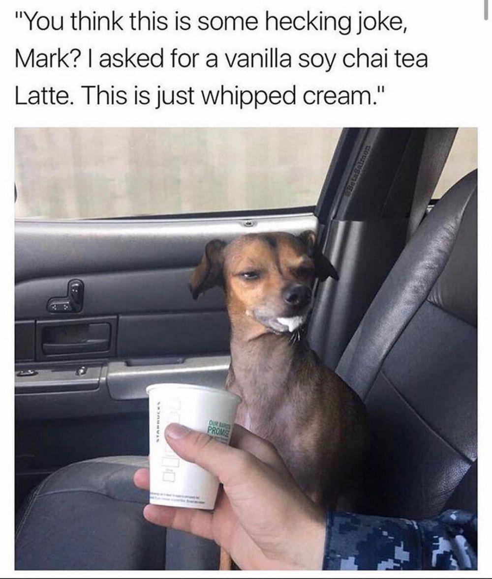 instagram.com/thedogsofcomedyyy/