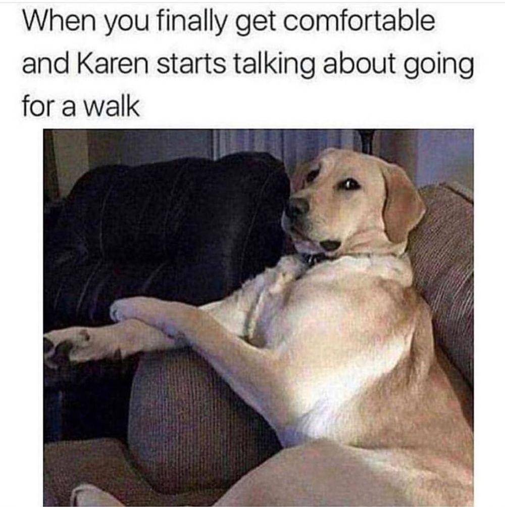 instagram.com/thedogsofcomedyyy/