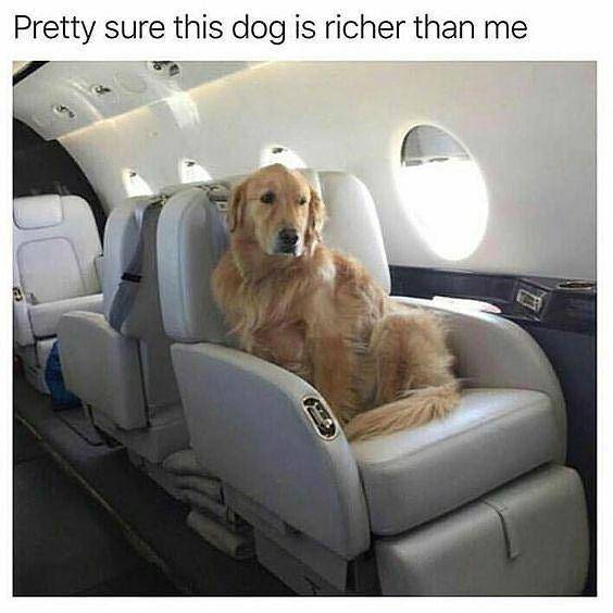 instagram.com/thedogsofcomedyyy/