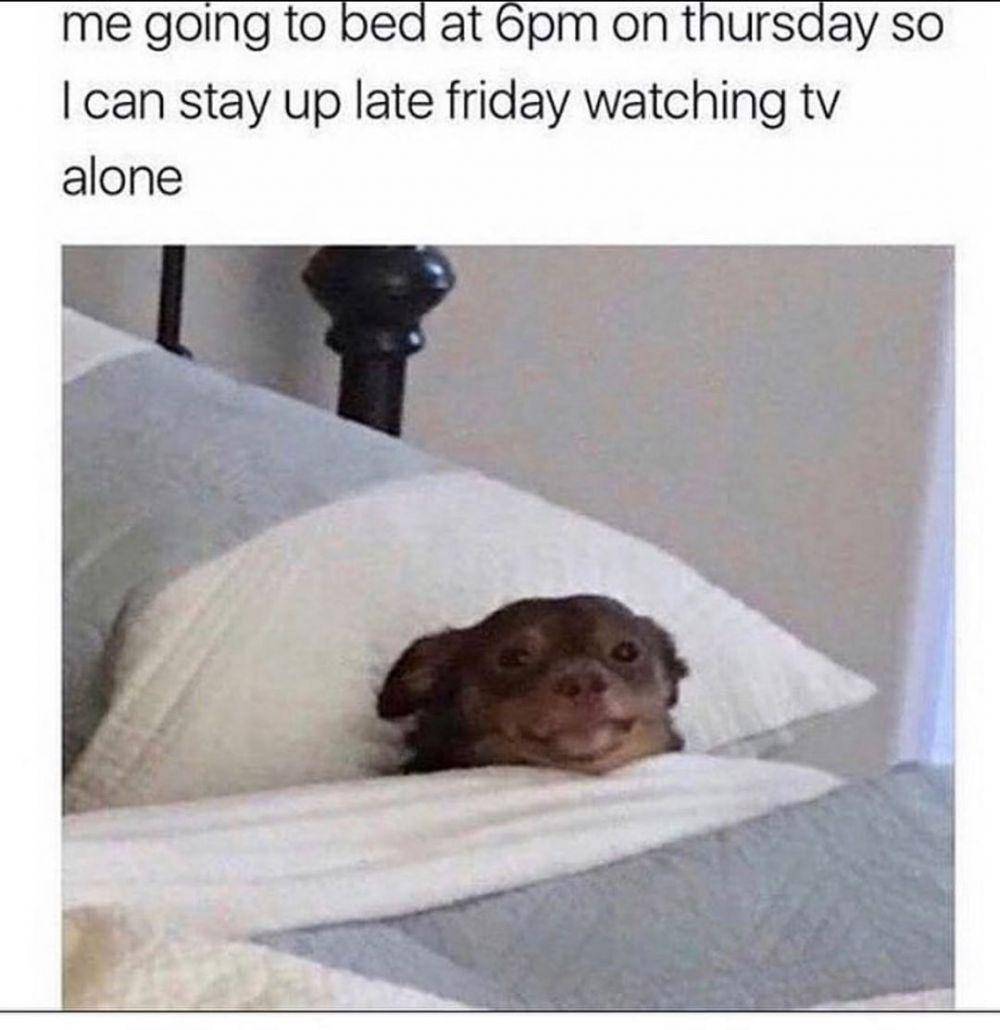 instagram.com/thedogsofcomedyyy/