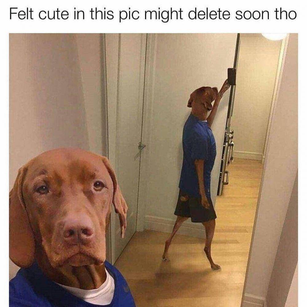 instagram.com/thedogsofcomedyyy/