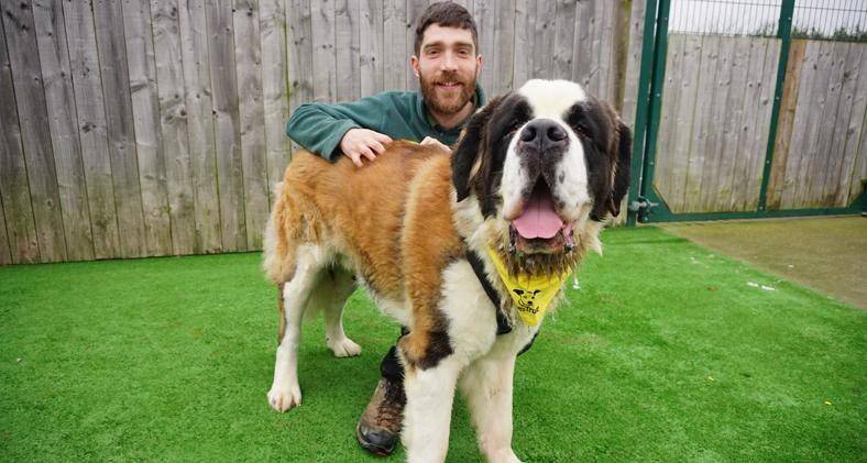 dogstrust.org.uk