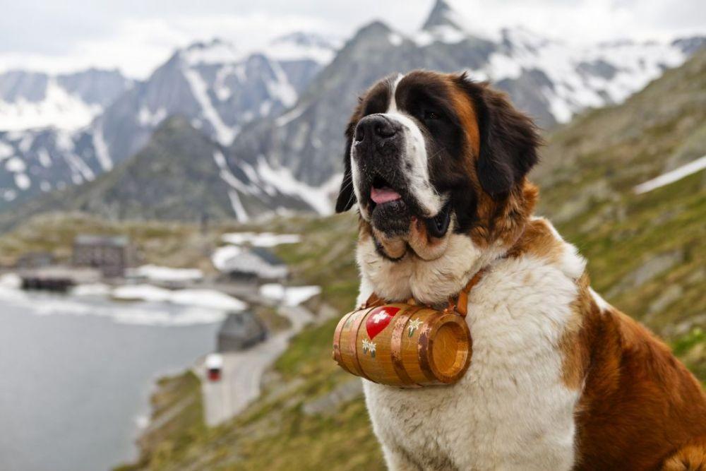 7 Fakta Menarik Anjing Saint Bernard, Tokoh Utama dalam Film Beethoven