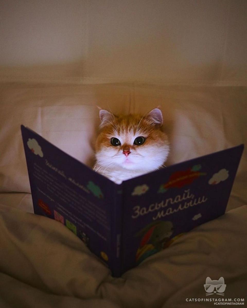 instagram.com/cats_of_instagram