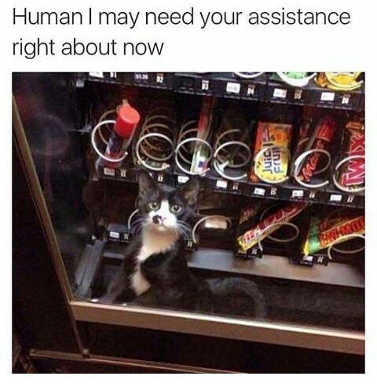 Instagram.com/funny_animal_memes/