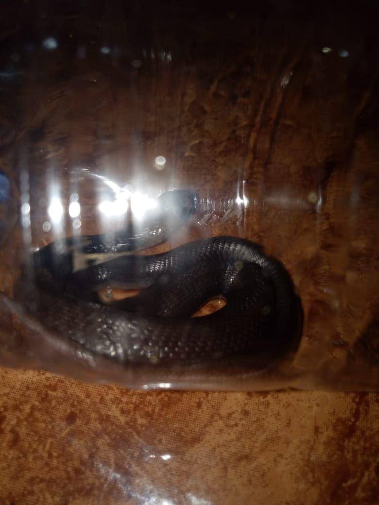 Warga tangkap anakan ular kobra. IDN Times/Istimewa