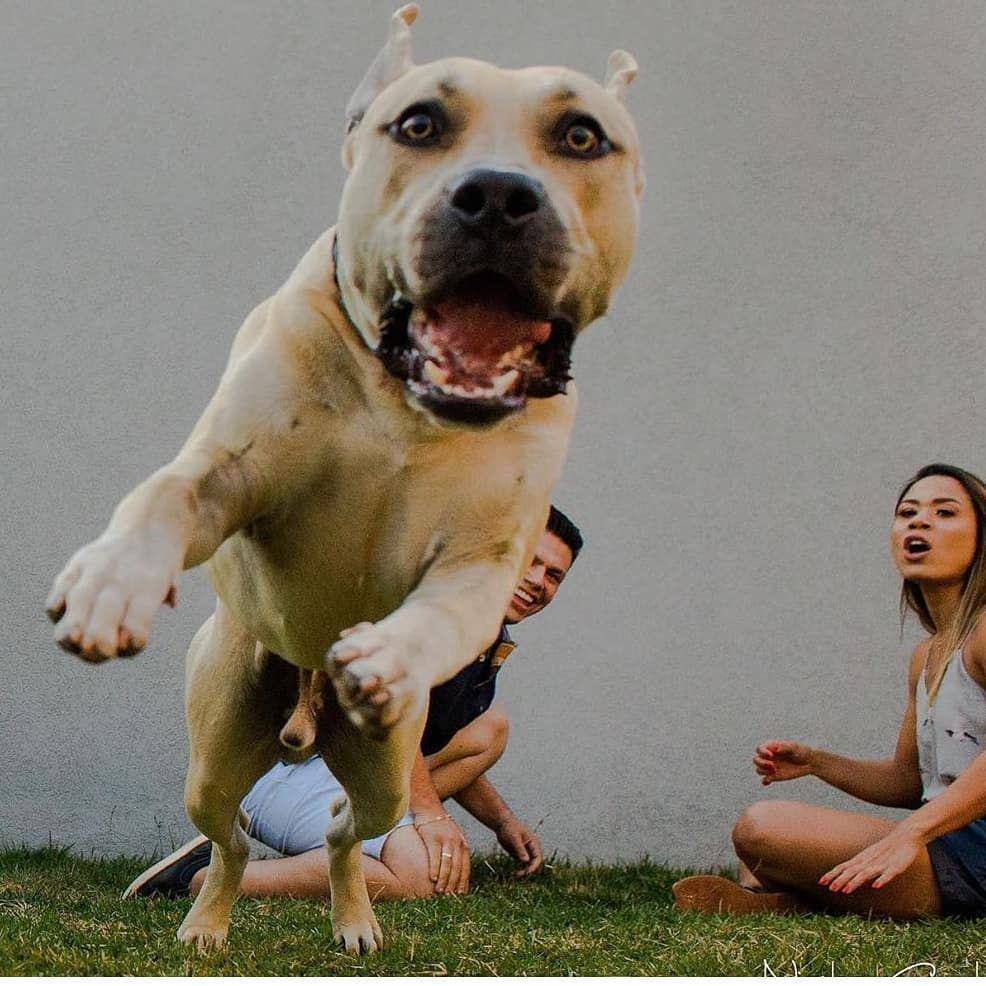 instagram.com/animals.hilarious