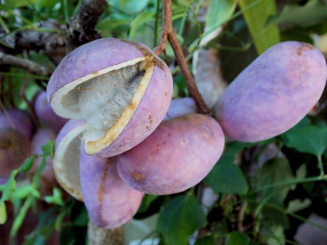5 Buah Unik dan Langka yang Pastinya Sangat Jarang Kamu Temui