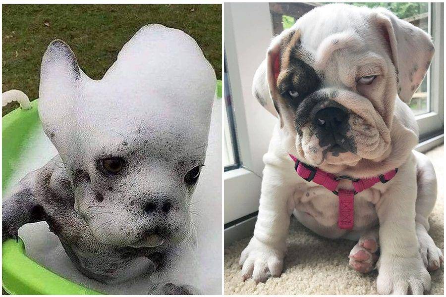 instagram.com/animals.hilarious & instagram.com/dogsofinstagram