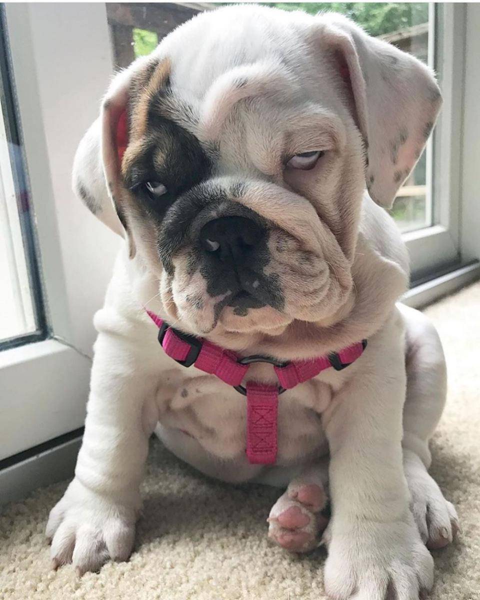 Instagram.com/dogsofinstagram