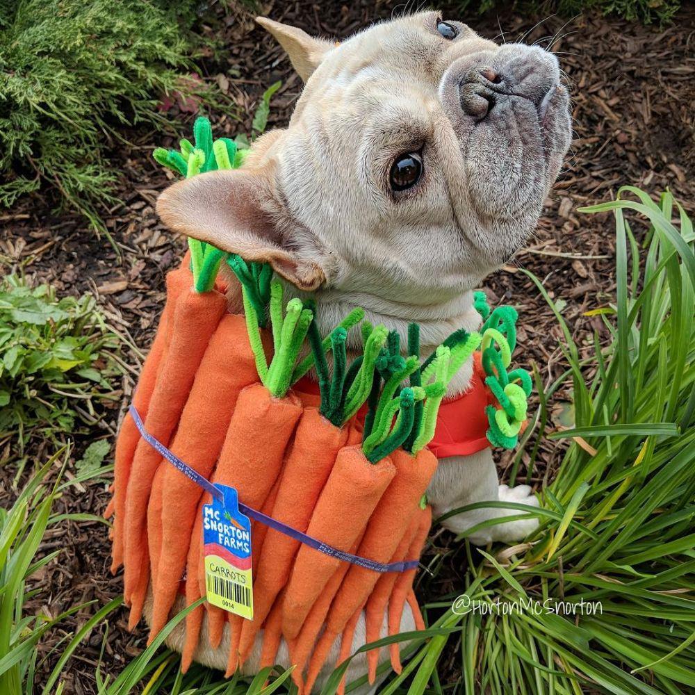 instagram.com/dogsofinstagram