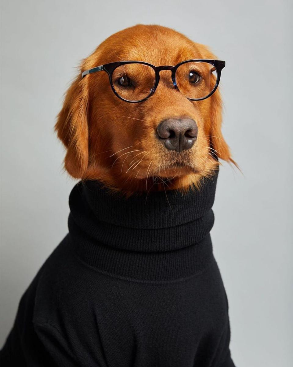 instagram.com/dogsofinstagram