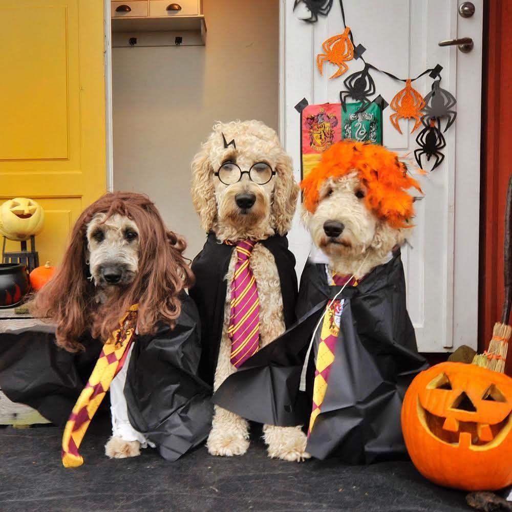 instagram.com/dogsofinstagram