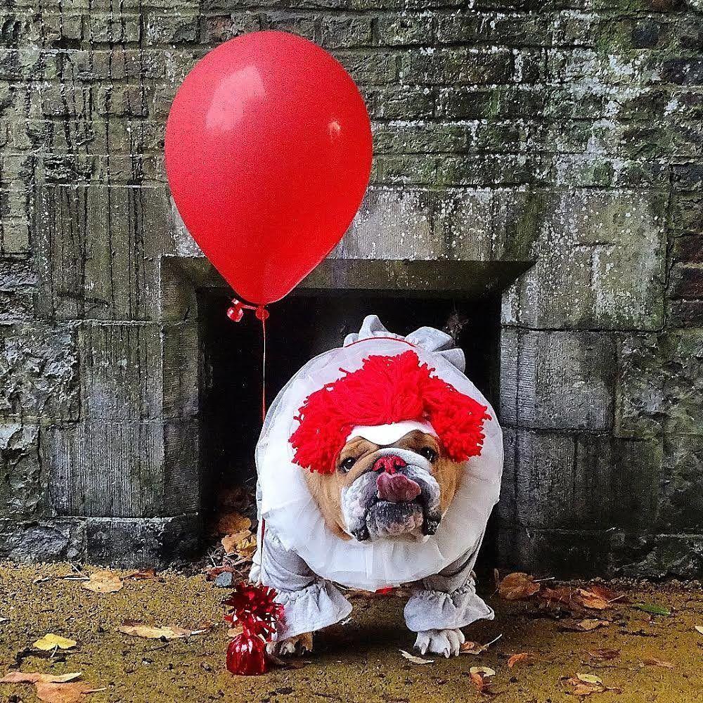 instagram.com/dogsofinstagram