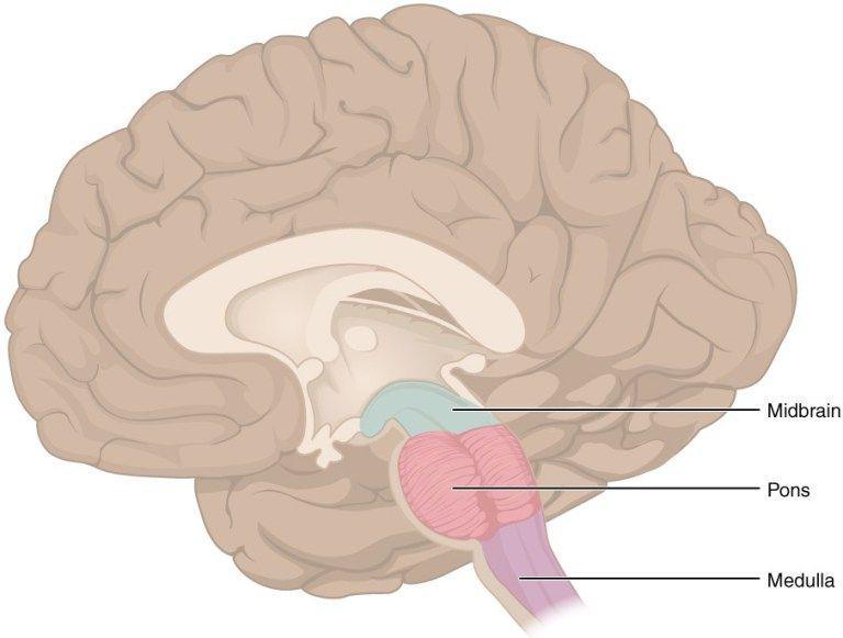 human-memory.net