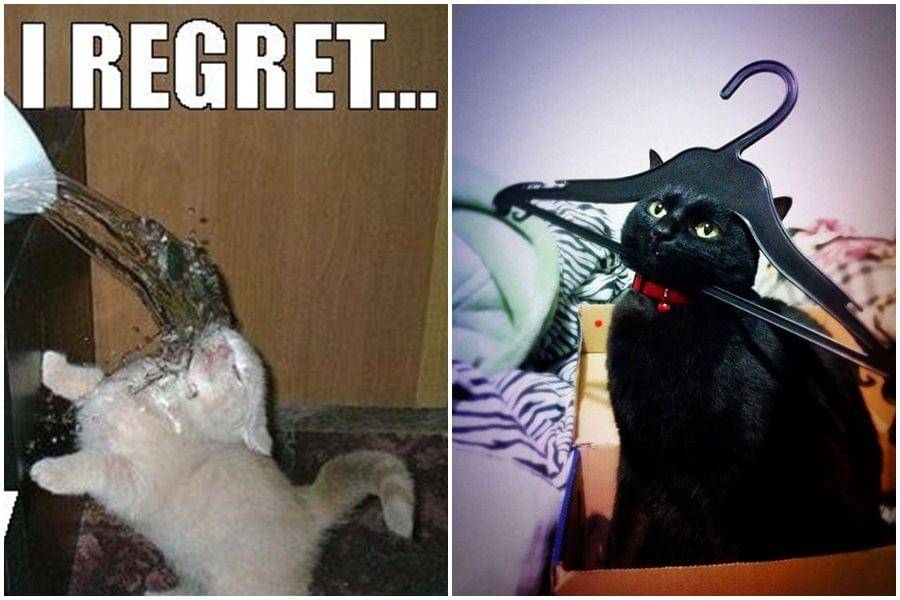 Favim.com & Weloveanimals.com