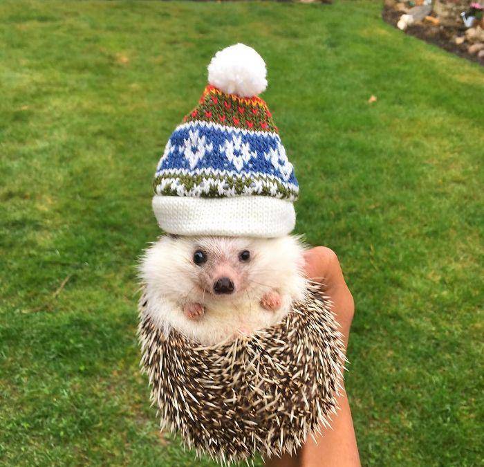 Instagram.com/theadventuresofhedgy