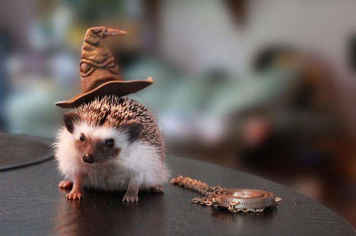 Instagram.com/linus_the_hedgehog