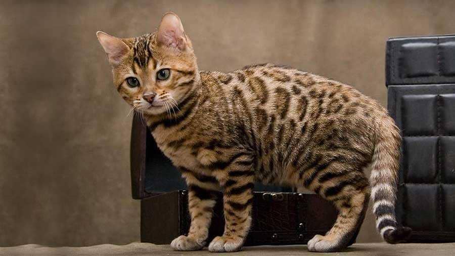 Catbreedslist.com