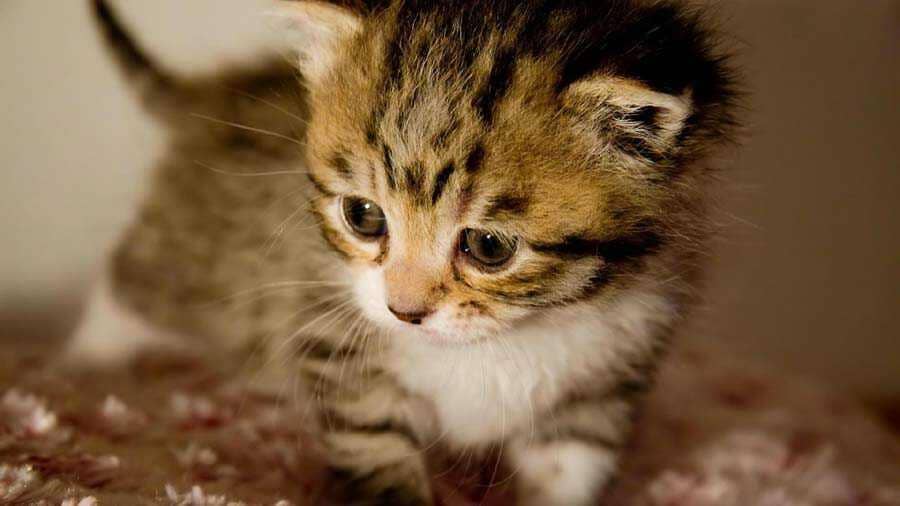 Catbreedslist.com