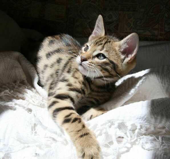 Pets4homes.co.uk