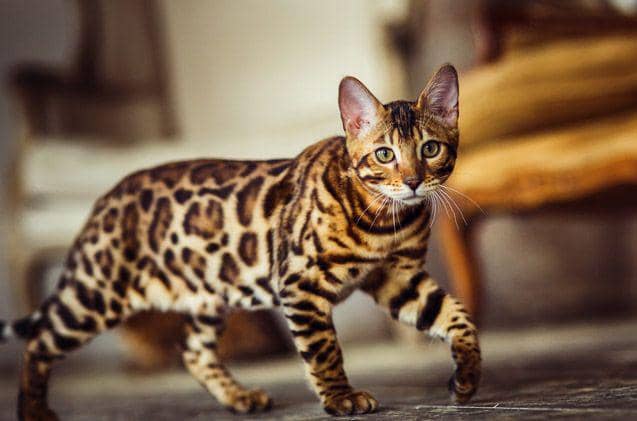 Berpenampilan Anggun, Ini 6 Fakta Menarik tentang Kucing Cheetoh