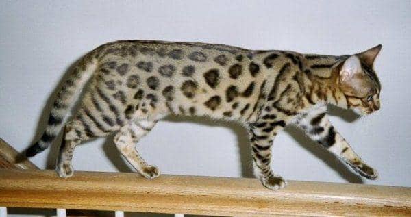 Catbreedselector.com