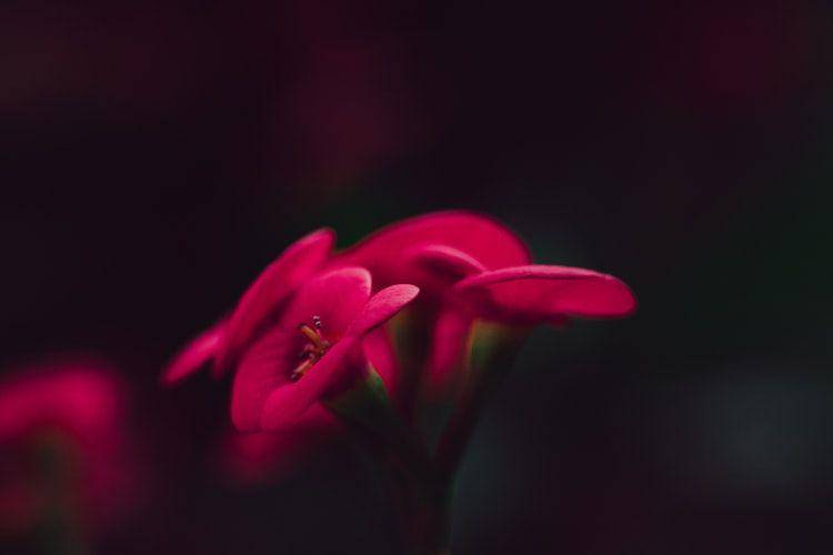 Unsplash/Timothy Dykes