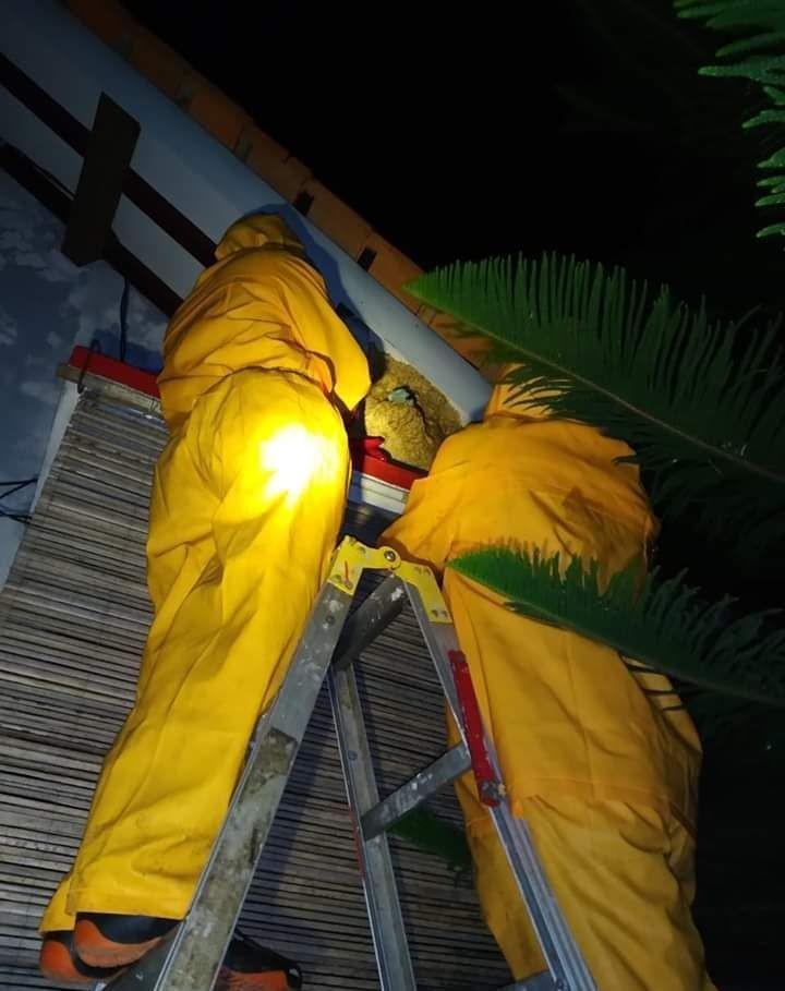 Banjir Aduan Sarang Tawon Vespa di Banyumas, OTT Makin Gencar!