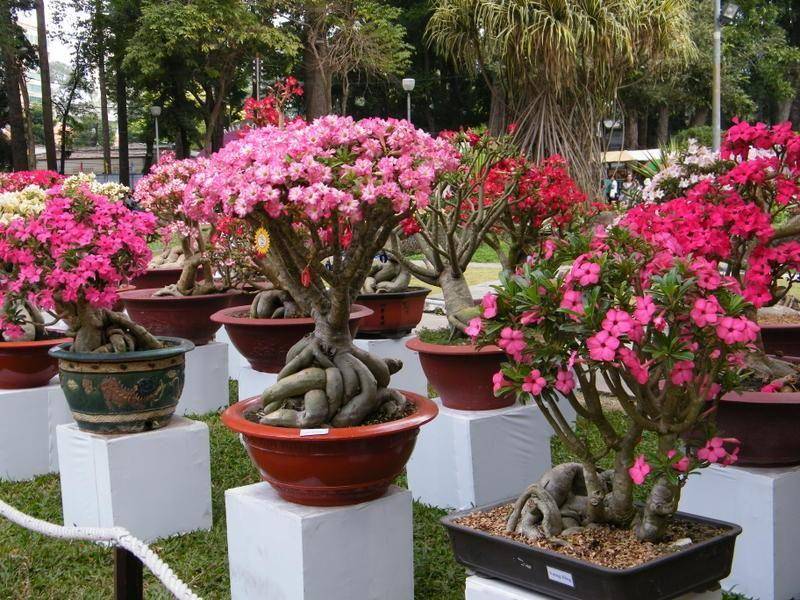 centralbonsai.com