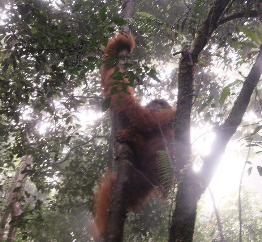 Orangutan bernama Paya dilepasliarkan kembali di Cagar Alam Dolok Sibual-Buali Tapanuli Selatan (Dok. IDN Times)