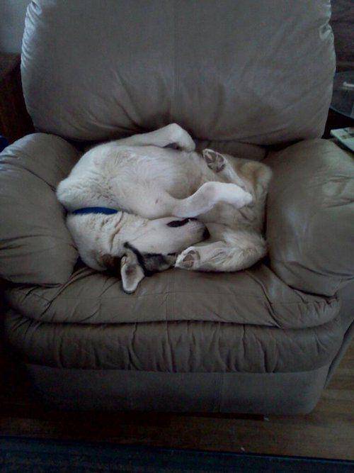 3millionsdog.com