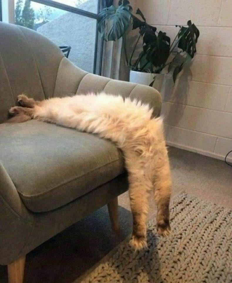 Kucing malas. (epicpix.com)