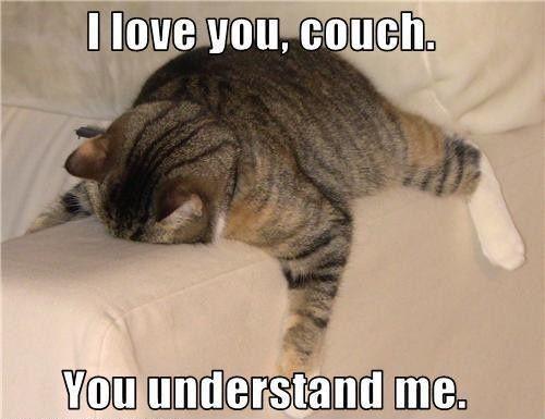 Kucing malas. (favim.com)