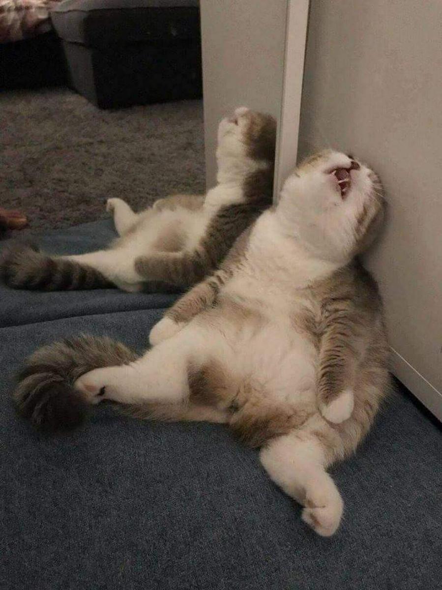 Kucing malas. (forfun.com)