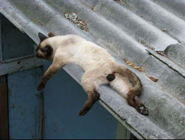 Kucing malas. (funnyanimalsite.com)