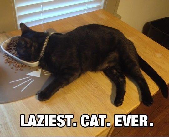 Kucing malas. (funnyism.com)