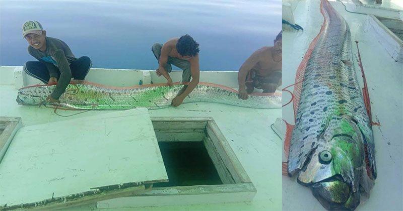 Cerita Nelayan Bulukumba Penemu Oarfish, Ikan yang Konon Petanda Gempa
